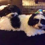 Dexter & Daisy Dickson - @dexter.daisy.morkies - Instagram