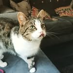 Dexter - @dexterdickson735 - Instagram