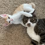 Dexter Dickson - @smetchy_and_finn - Instagram