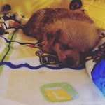 Dexter Dickson - @dexter_dickson_the_dog - Instagram