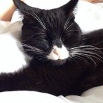 Dexter - @dexterdowdeswell_ - Instagram