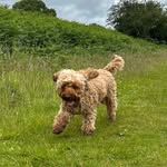 Dexter Edwards - @dexters_adventures1 - Instagram