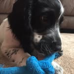 Dexter Edwards - @dexter_blue_roan - Instagram