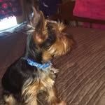 Dexter Ellis - @dexisdabest - Instagram