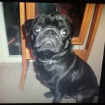 Dexter_Ellis_Starkey - @dexter_jess_pug123 - Instagram
