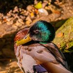 Dexter Evans - @naturebydexter - Instagram