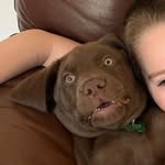 Dexter Evans - @dexterchocolatelabrador - Instagram