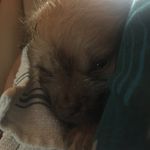 Dexter Evans🐶 - @dexterthedog01 - Instagram
