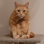 Dexter Evans - @purrfectdexter - Instagram