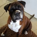 Dexter Dog Facey 🐕🐾 Boxer Boy - @dexterdogface - Instagram