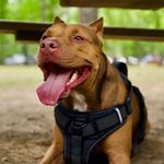 Dexter Goodwin - @dex_g1k - Instagram