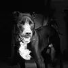 Dexter Gray1685 - @dextergray1685 - TikTok