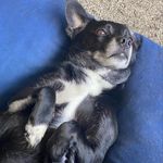 Dexter Gray - @dexterboy530 - Instagram