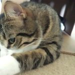 dexter gray - @crazycat_dex - Instagram