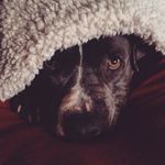 Dexter Gray Krause Roberts - @dexterlovesham - Instagram