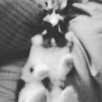 Dexter  gregory - @best_and_cutest_bunny - Instagram