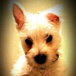 Dexter Gregory - @dexterthewestiepup - Instagram