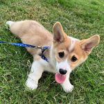 Dexter.gregory_thecorgi - @dextergregory_thecorgi - Instagram