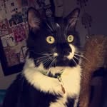 Dexter and Griffin - @sirdexter14 - Instagram