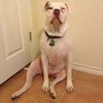 Dexter Griffin - @dexterthepupdawg - Instagram