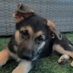 Dexter Griffin - @dextheshepherdd - Instagram