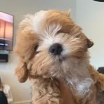 Dexter Griffin the Maltipoo - @dextergriffinthemaltipoo - Instagram