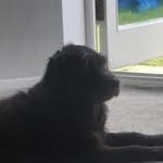 Dexter Guy - @dexterwoolgrove - Instagram