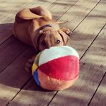 Dexter Chen Guzman - @famousdexteros - Instagram