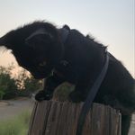 ᴅᴇxᴛᴇʀ ɢᴜᴢᴍᴀɴ ʟᴏᴘᴇᴢ - @dexter.thekitty_ - Instagram