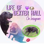 Dexter Hall 250 Folls Please - @life_of_dexter_hall - Instagram