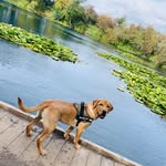 Dexter Hall 🐾 - @dexters_lab_5 - Instagram