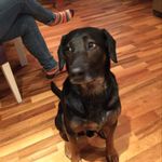 Dexter hällblad tang - @dexterhallblad - Instagram