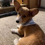 Dexter Hamilton - @dexter_corgo - Instagram