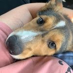 Dexter Hamilton - @dextercorgibutt - Instagram