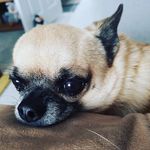 Dexter Hamilton - @dexter_the_chihuahua_wey - Instagram