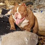 Dexter Hamilton - @dexter.hamilton.754 - Instagram
