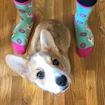 Dexter Hamilton-Johnson 🐶 - @sirdexterthecorgi - Instagram