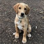 Dexter Hamlett - @dexter_the_red_lad - Instagram