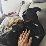DEXTER & HONEY - @twobullbabies - Instagram