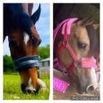Sarah Strange - @wpcs.honey.dexter - Instagram