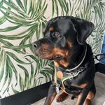 Dexter Hansen - @rottiedex - Instagram
