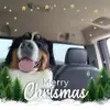 dexterdavidhansen - @dexterdavidhansen - TikTok