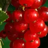 dextershansen60017 - @dextershansen60017 - TikTok