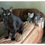 Dexter~Harmoney~Pixie~Willow - @dhpw.babies - Instagram
