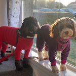 Bev Mckay - @dexter_harper_sproodlesx2_ - Instagram