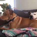 Dexter & Harper - @dexterandharper - Instagram