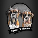 💙Dexter 💜Harper - @dexandharper_boxeradventures - Instagram
