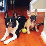 Dexter❤️Harper - @dexterharperfrenchies - Instagram