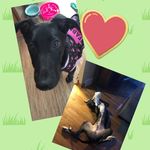 Harper & Dexter - @harper_dexter - Instagram