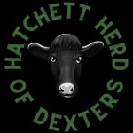 Hatchett Herd of Dexters - Beef & Lamb - @hatchett_dexters - Instagram